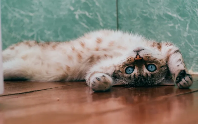 7 Things You Should Know About Cat Allergy Shots Curex